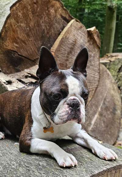 31. Collagen Challenge - Bänke/ Steine /Baumstümpfe-Beitrag-Bild