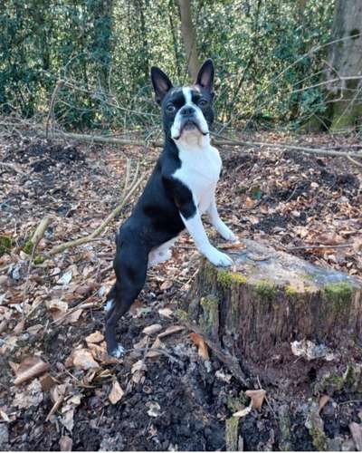 31. Collagen Challenge - Bänke/ Steine /Baumstümpfe-Beitrag-Bild