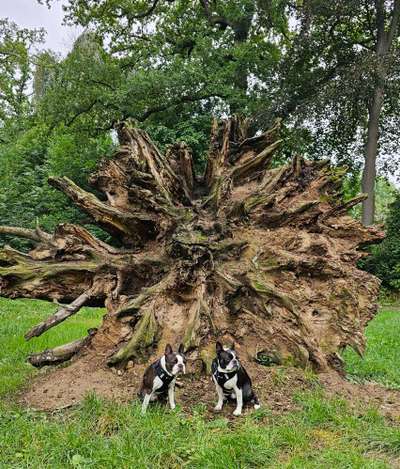 Dogorama Photo Challenge - Mein Holz und ich-Beitrag-Bild