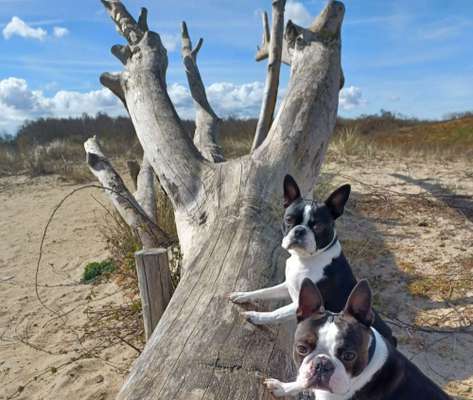 Dogorama Photo Challenge - Mein Holz und ich-Beitrag-Bild