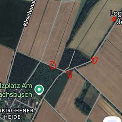 Giftköder-Eichen-Prozessionsspinner !-Bild