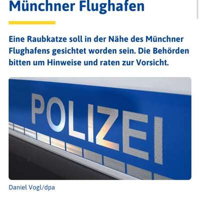 Giftköder-Freilaufende Raubkatze/Puma-Bild