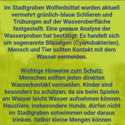 Giftköder-Blaualgen im Stadtgraben-Bild