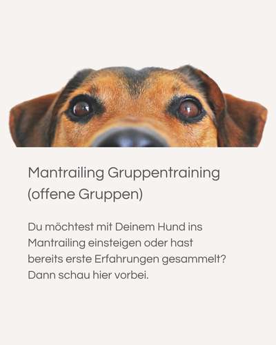 Giftköder-Mantrailing Gruppentraining-Bild