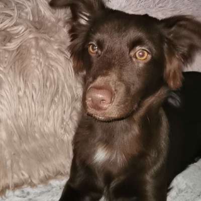 Hundetreffen-Jungtier Treffen-Bild