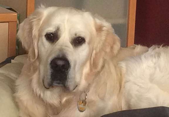 Unsere Fellnasen im Regenbogenland-Beitrag-Bild