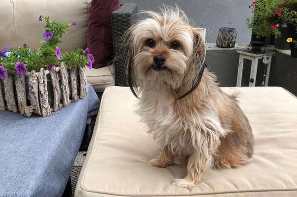 Auslandstierschutz-Beitrag-Bild