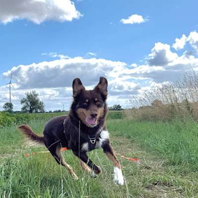 Hundetreffen-Gassirunde und Sozialkontakte-Bild