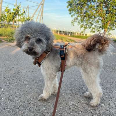 Hundetreffen-Spazieren, spielen und üben☺️-Bild