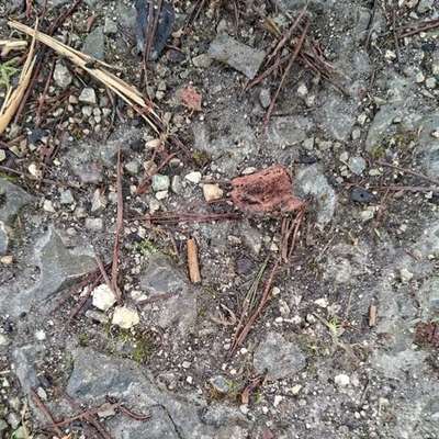 Giftköder-Giftköder in Trockenfleisch-Bild