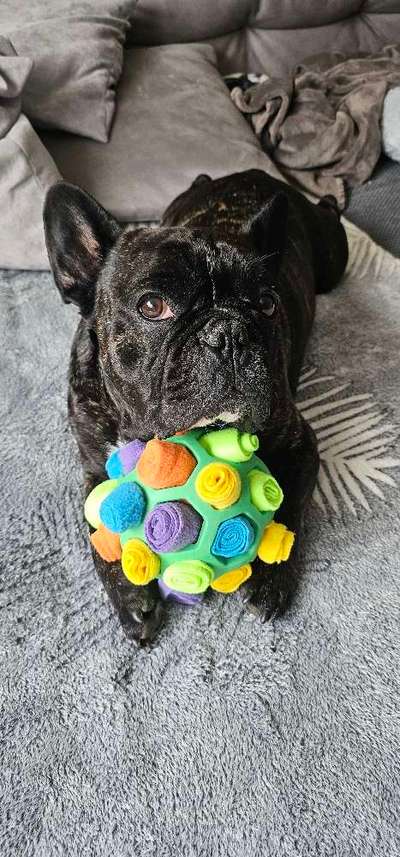 TierschutzhundeStammtisch🐕-Beitrag-Bild