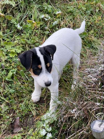 Hundetreffen-Region werdenberg-Bild