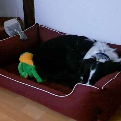 TierschutzhundeStammtisch🐕-Beitrag-Bild