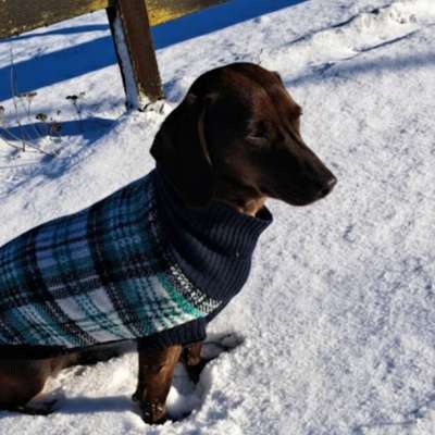 TierschutzhundeStammtisch🐕-Beitrag-Bild