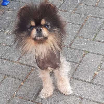 TierschutzhundeStammtisch🐕-Beitrag-Bild