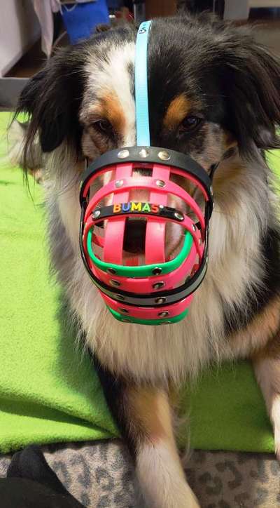 Giftköder Schutznetz-Beitrag-Bild