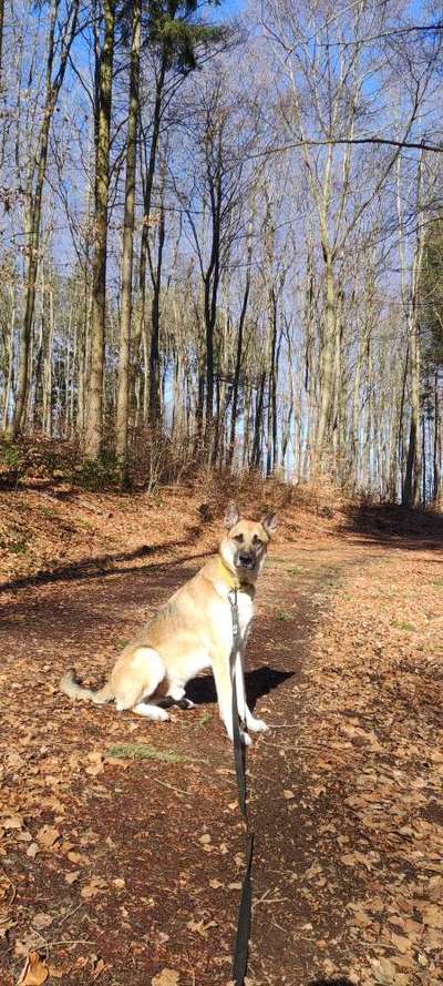 Dogorama Photo Challenge - Der Frühling kommt-Beitrag-Bild