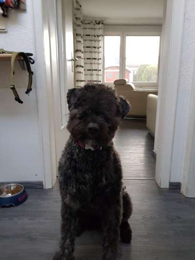 Welpen Bilder !-Beitrag-Bild