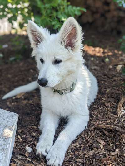 Hundetreffen-Welpentreffen in Kolbermoor-Bild