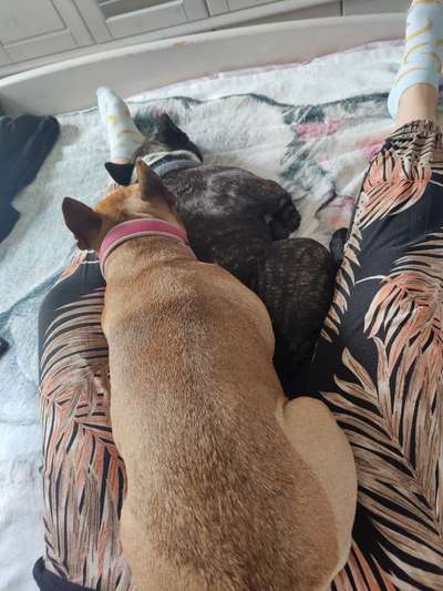 Französische Bulldoggen-Beitrag-Bild