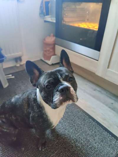 Französische Bulldoggen-Beitrag-Bild