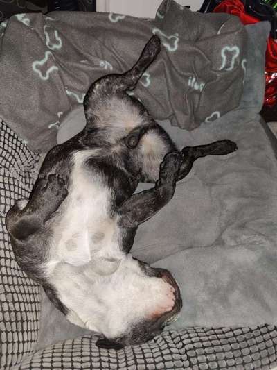 Französische Bulldoggen-Beitrag-Bild