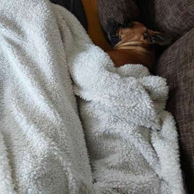 aktuelles Foto Gruppe Französische Bulldogge