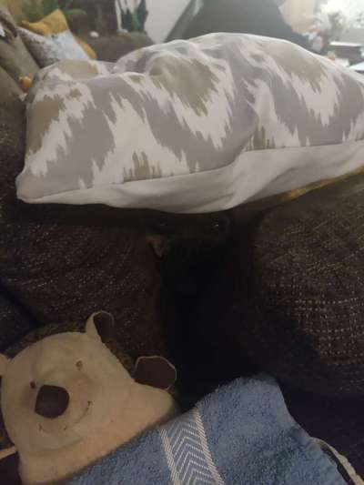 Französische Bulldoggen-Beitrag-Bild