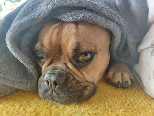 Französische Bulldoggen-Beitrag-Bild