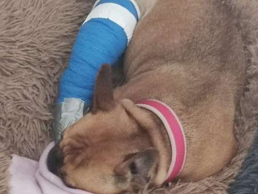 Französische Bulldoggen-Beitrag-Bild