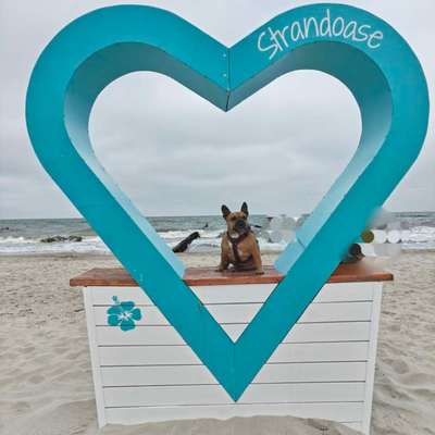 aktuelles Foto Gruppe Französische Bulldogge