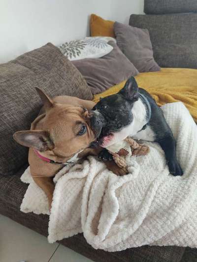 Französische Bulldoggen-Beitrag-Bild