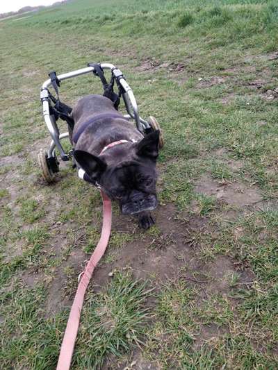 Französische Bulldoggen-Beitrag-Bild