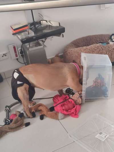 Französische Bulldoggen-Beitrag-Bild