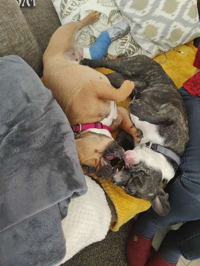 Französische Bulldoggen-Beitrag-Bild