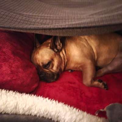 aktuelles Foto Gruppe Französische Bulldogge