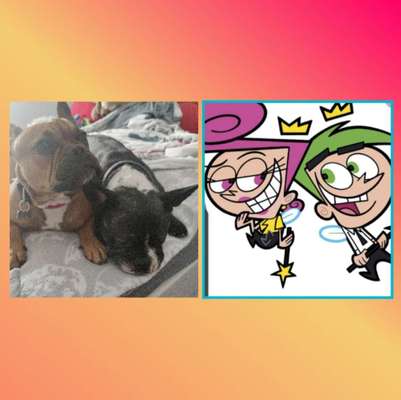 Wie heißt dein Hund?-Beitrag-Bild