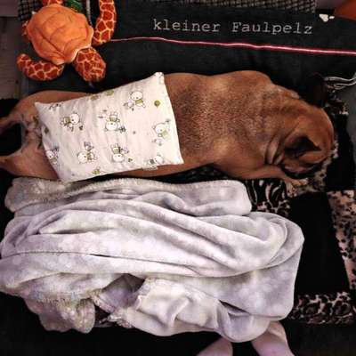 aktuelles Foto Gruppe Französische Bulldogge