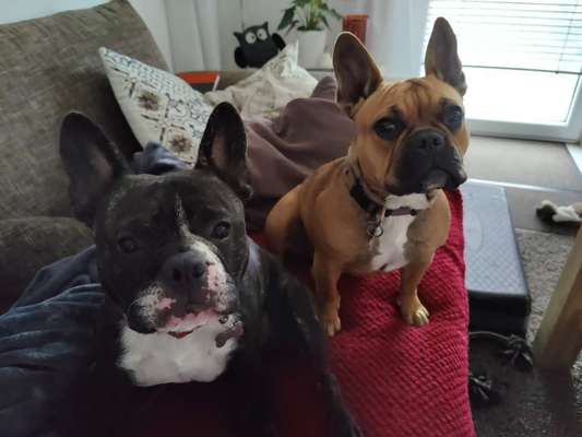 Französische Bulldoggen-Beitrag-Bild