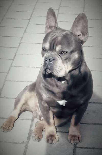 Französische Bulldoggen-Beitrag-Bild