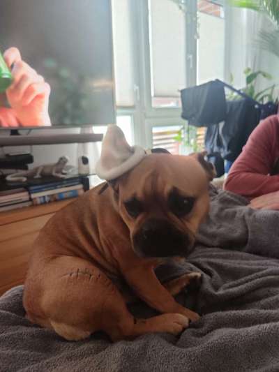 Französische Bulldoggen-Beitrag-Bild