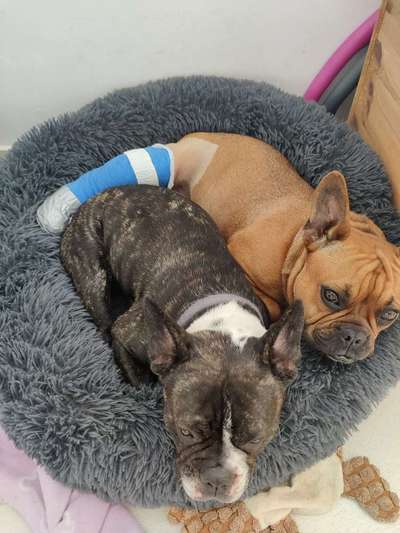 Französische Bulldoggen-Beitrag-Bild