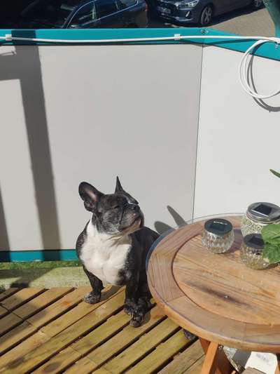 Französische Bulldoggen-Beitrag-Bild