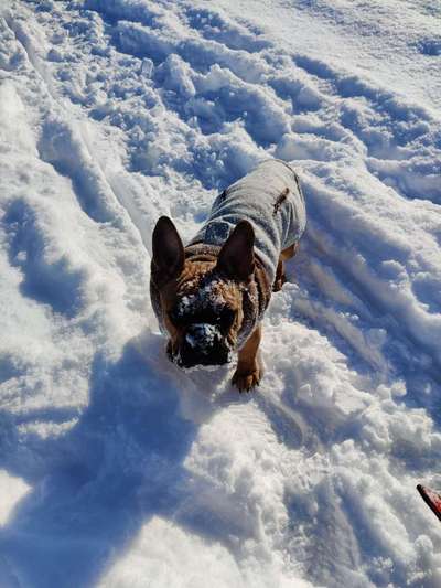 Die Dogorama Kalender Challenge Teil 2/4-Beitrag-Bild