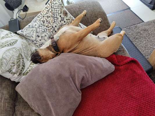 Französische Bulldoggen-Beitrag-Bild