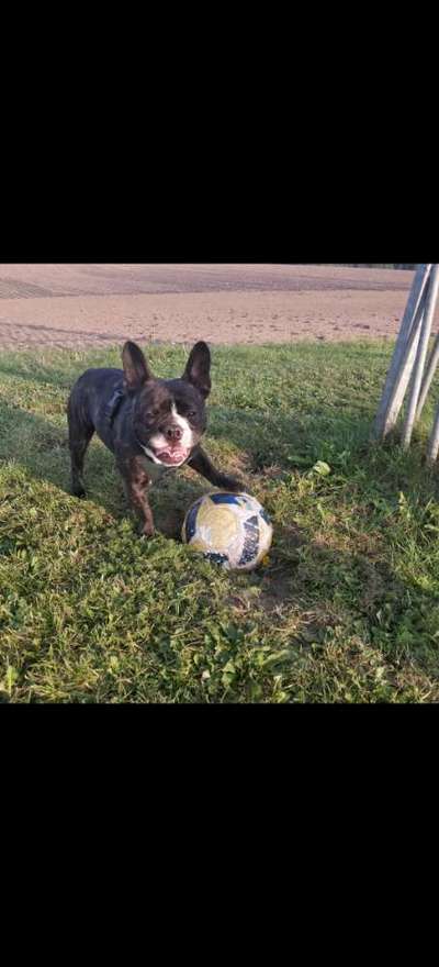 Französische Bulldoggen-Beitrag-Bild