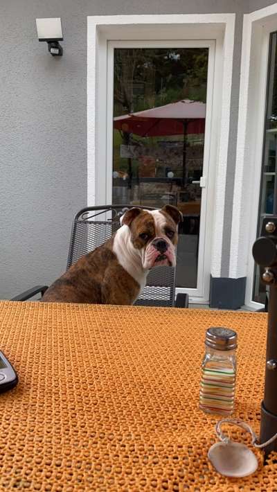 Olde English Bulldogge-Beitrag-Bild