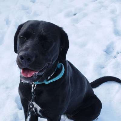 Hundetreffen-Gassi runden , einfach laufen an der Leine