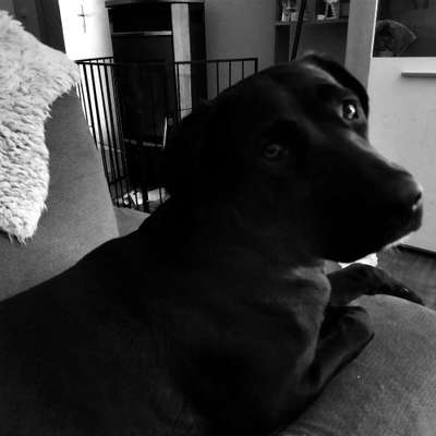 Hundetreffen-Junghunde zum spielen-Profilbild