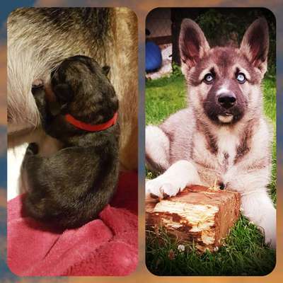 Welpen Bilder !-Beitrag-Bild